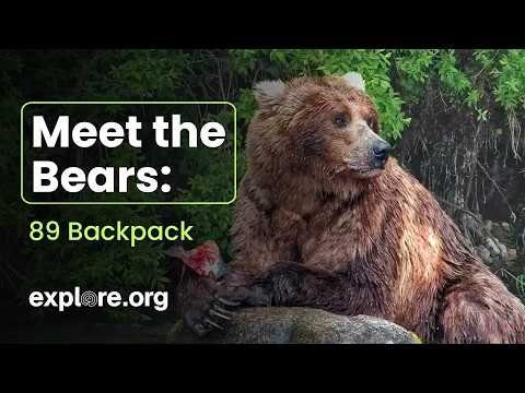 Bear #89 (Backpack) wins Fat Bear Week 2026