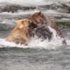 Big boy Chunk returns ahead of Fat Bear Week 2026