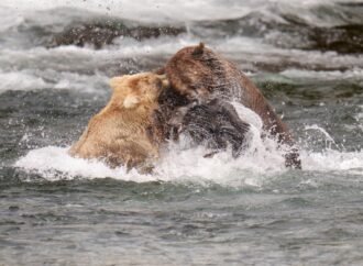 Big boy Chunk returns ahead of Fat Bear Week 2026