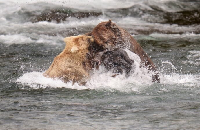 Big boy Chunk returns ahead of Fat Bear Week 2026