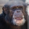 Blind chimp in Louisiana regains sight after cataract surgery