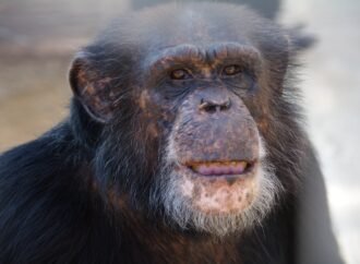 Blind chimp in Louisiana regains sight after cataract surgery