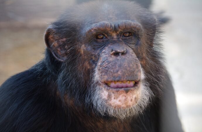 Blind chimp in Louisiana regains sight after cataract surgery