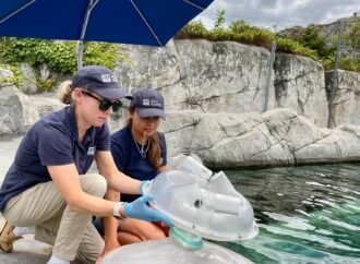 Blowhole nebulizer helps cure beluga whale’s pneumonia