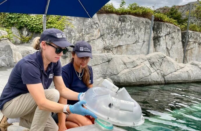 Blowhole nebulizer helps cure beluga whale’s pneumonia