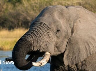 Botswana condemned for slaughtering elephants for independence celebrations