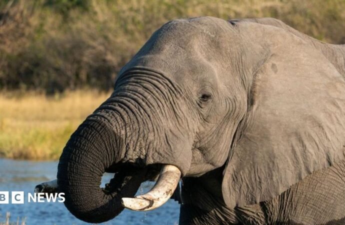 Botswana condemned for slaughtering elephants for independence celebrations