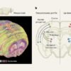 Brain lipids are organized into zones — and reorganized during pregnancy