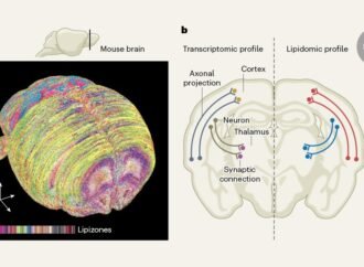 Brain lipids are organized into zones — and reorganized during pregnancy