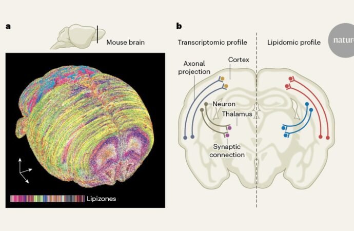 Brain lipids are organized into zones — and reorganized during pregnancy