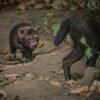 Bush dog puppies sound like birds
