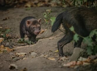 Bush dog puppies sound like birds