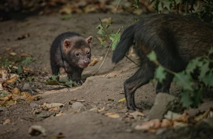 Bush dog puppies sound like birds