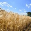 CRISPR crops are coming to Europe — why bolder would be better