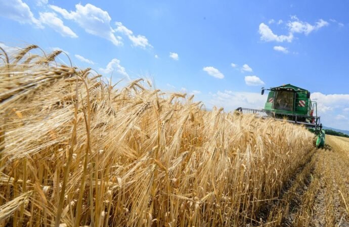 CRISPR crops are coming to Europe — why bolder would be better