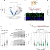 Cohesin reshapes replication fork contacts to aid fork slowing and reversal – Nature