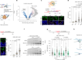 Cohesin reshapes replication fork contacts to aid fork slowing and reversal – Nature