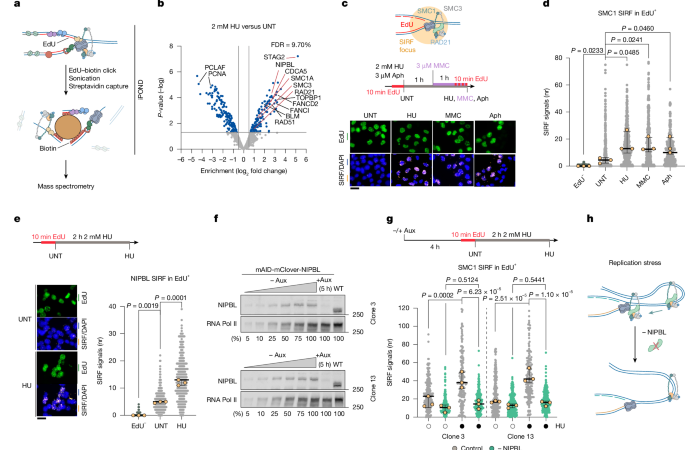 Cohesin reshapes replication fork contacts to aid fork slowing and reversal – Nature