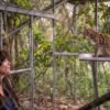 Congratulations, World: A New Supercute Cat Species Has Been Found – CNET