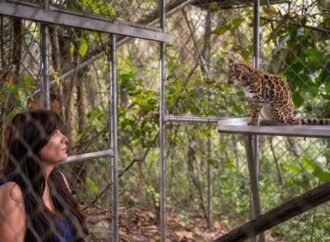 Congratulations, World: A New Supercute Cat Species Has Been Found – CNET