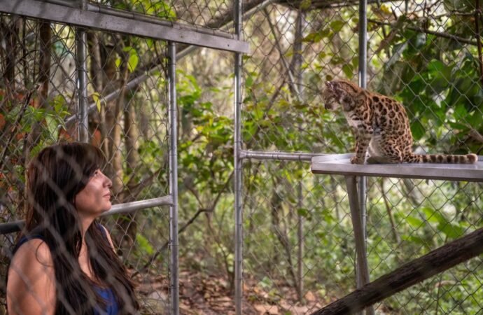 Congratulations, World: A New Supercute Cat Species Has Been Found – CNET