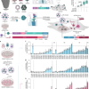 Creating bottom-up RNA transfer vehicles from synthetic protein assemblies – Nature