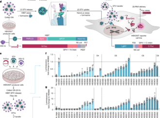 Creating bottom-up RNA transfer vehicles from synthetic protein assemblies – Nature