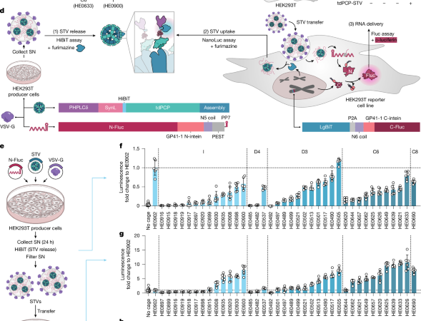 Creating bottom-up RNA transfer vehicles from synthetic protein assemblies – Nature