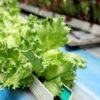 Cyclospora: largest US outbreak of explosive diarrhoea parasite is over, health officials say