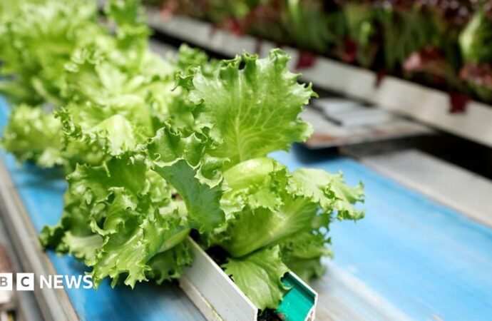 Cyclospora: largest US outbreak of explosive diarrhoea parasite is over, health officials say
