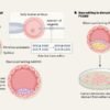 DNA-editing ‘pencils’ probe early human development