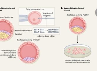 DNA-editing ‘pencils’ probe early human development