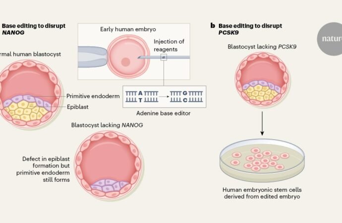 DNA-editing ‘pencils’ probe early human development