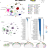 Developmental xenocortication using human-derived organoids in mice – Nature