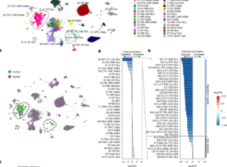 Developmental xenocortication using human-derived organoids in mice – Nature