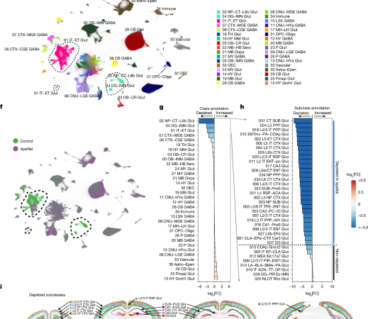 Developmental xenocortication using human-derived organoids in mice – Nature