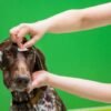 Dog brains act surprisingly human when told ‘no’