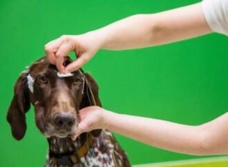 Dog brains act surprisingly human when told ‘no’