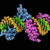 ‘Epigenetic’ editing is here: gene-tagging technique banishes hepatitis B virus
