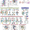 Evolution and heterogeneity of lethal metastatic bladder cancer subtypes – Nature