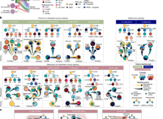 Evolution and heterogeneity of lethal metastatic bladder cancer subtypes – Nature