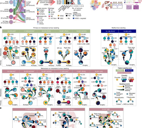 Evolution and heterogeneity of lethal metastatic bladder cancer subtypes – Nature