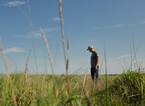 Farmers turn to perennial grains as one solution to extreme weather