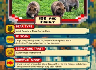 Fat Bear Week Day 1: It’s a battle of the moms and single females