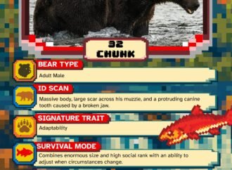 Fat Bear Week Day 2: Battle of the big boys and the up-and-comers