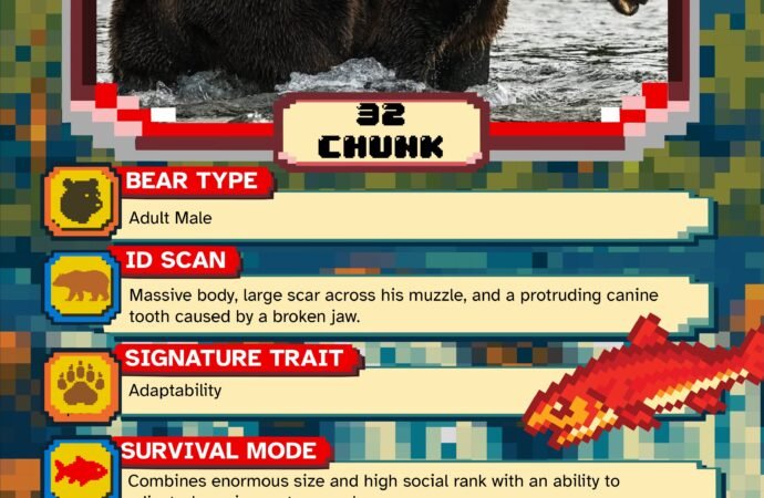 Fat Bear Week Day 2: Battle of the big boys and the up-and-comers