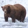 Fat Bear Week kicks off September 22