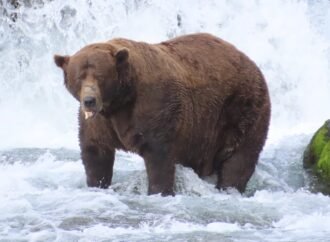 Fat Bear Week kicks off September 22