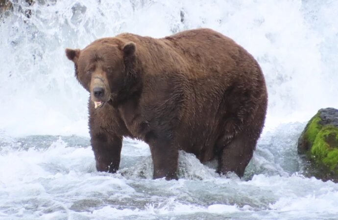 Fat Bear Week kicks off September 22