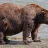 Fat Bear Week opens for Alaska’s heavyweights. Can the 1,200-pound champ win again?